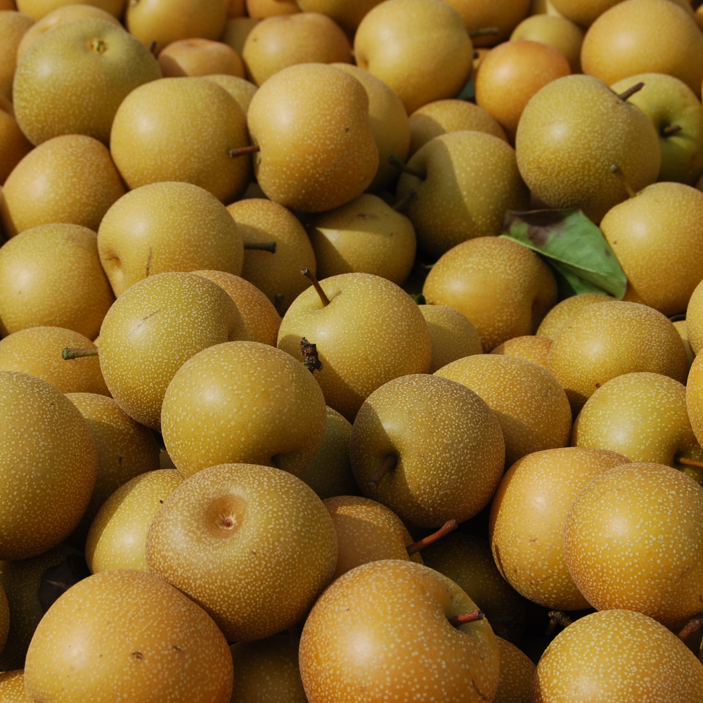 Organic Nashi Pears