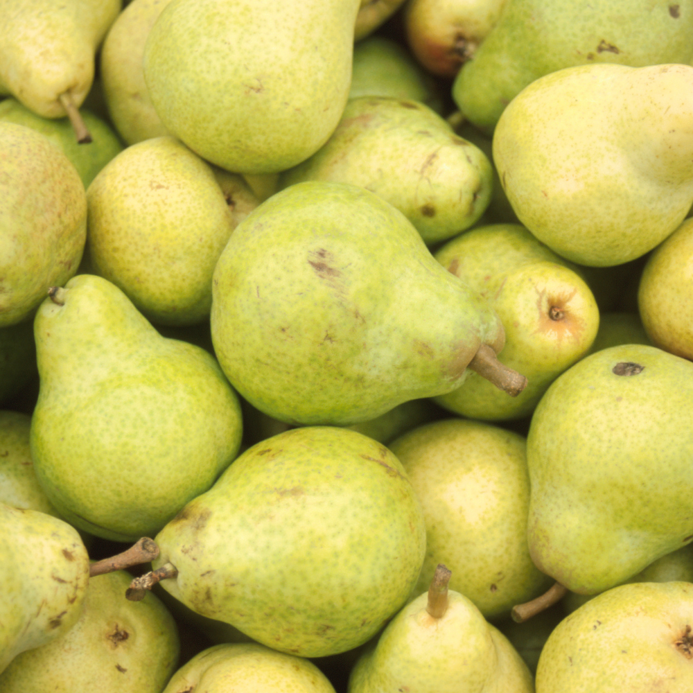 Organic Pears