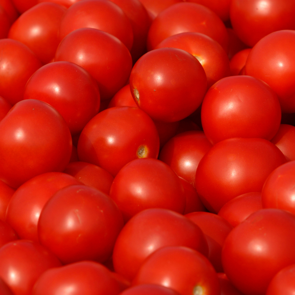 Organic Tomato Round