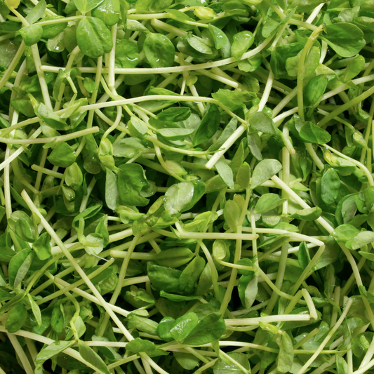 Organic Wasabi Pea Sprouts (120g)