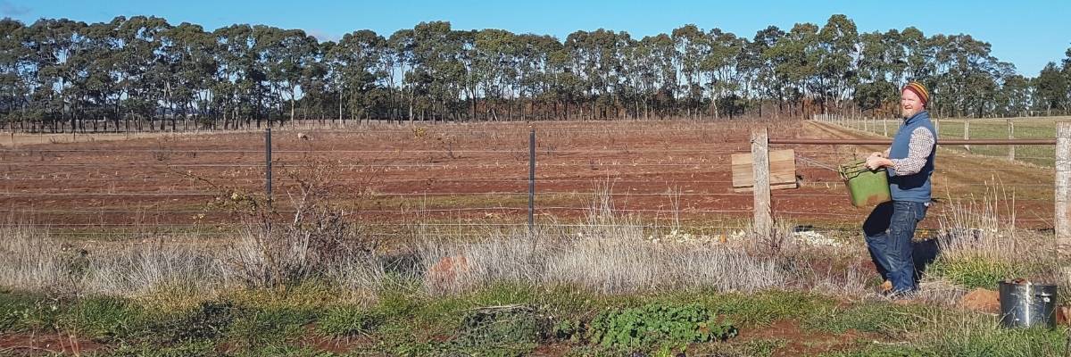 A vibrant banner showcasing a wide array of fresh, colourful, and organic vegetables, representing the healthy and delicious food delivered by Local Organic Delivery.